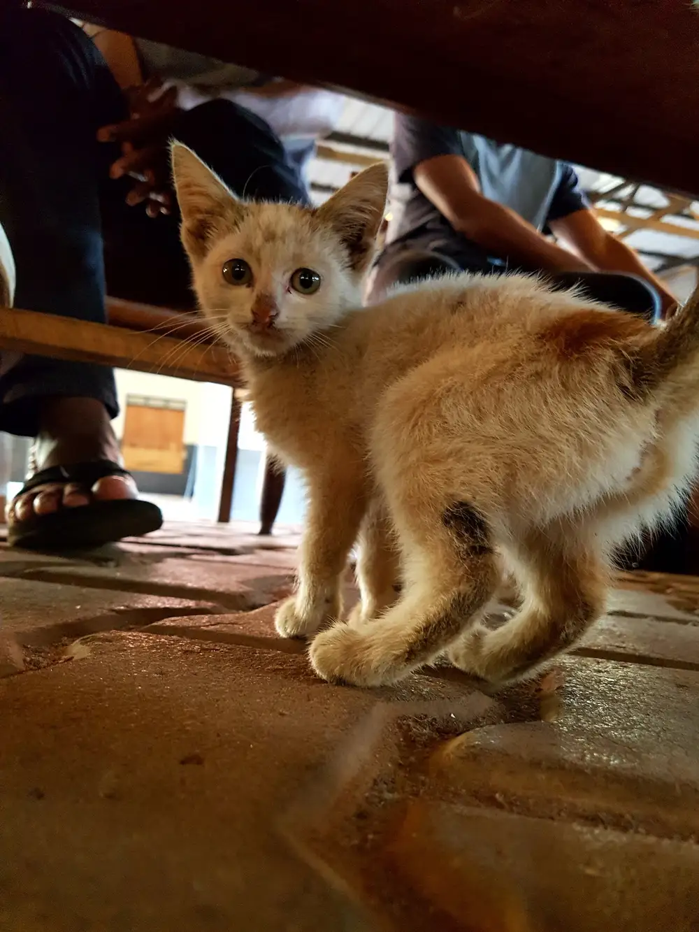 Blonde cat under a table