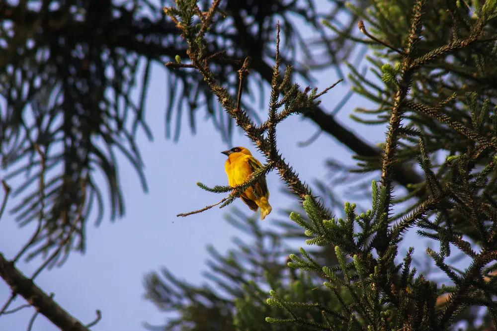 Bird sitting on a tree branch