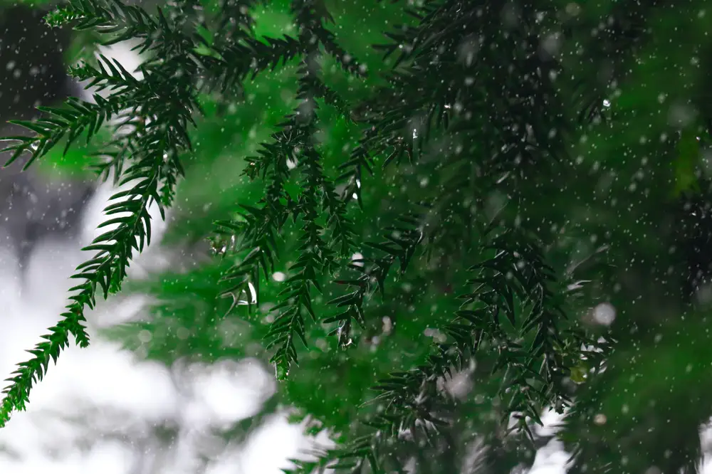 Fir tree with water droplets
