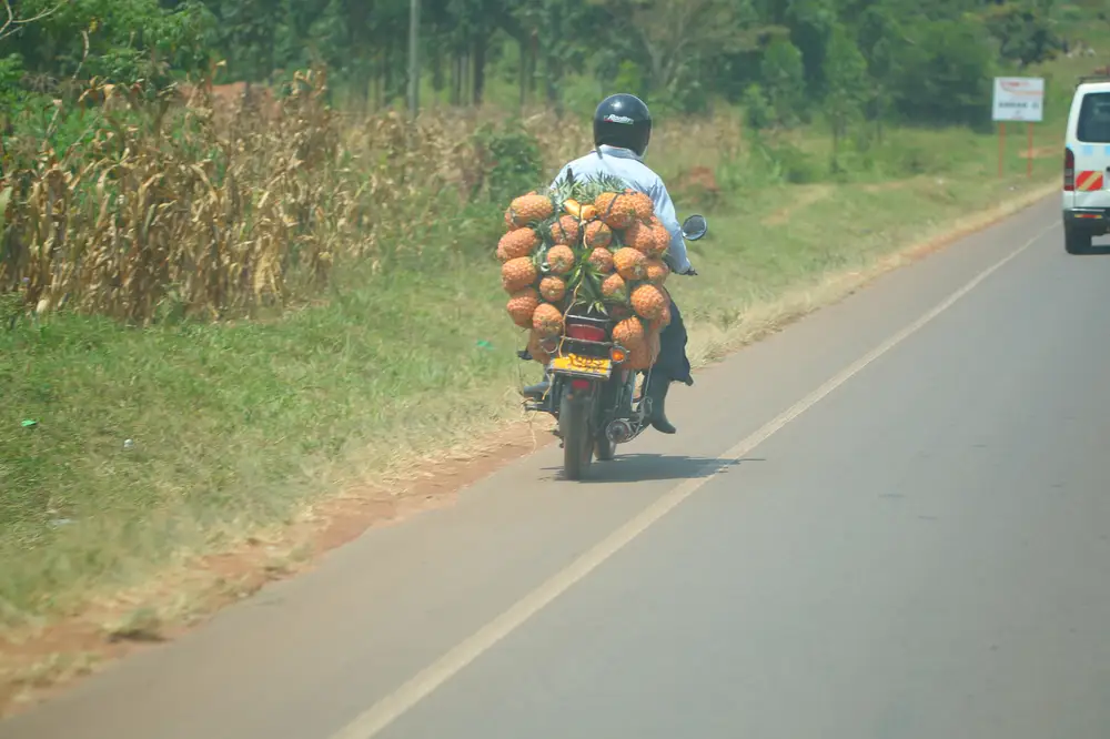 Transporting pineapples on a motorbike