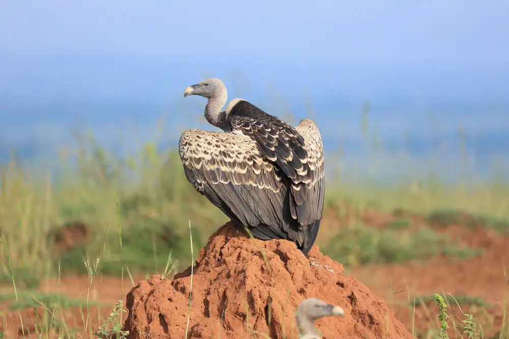 Vulture on an anthill