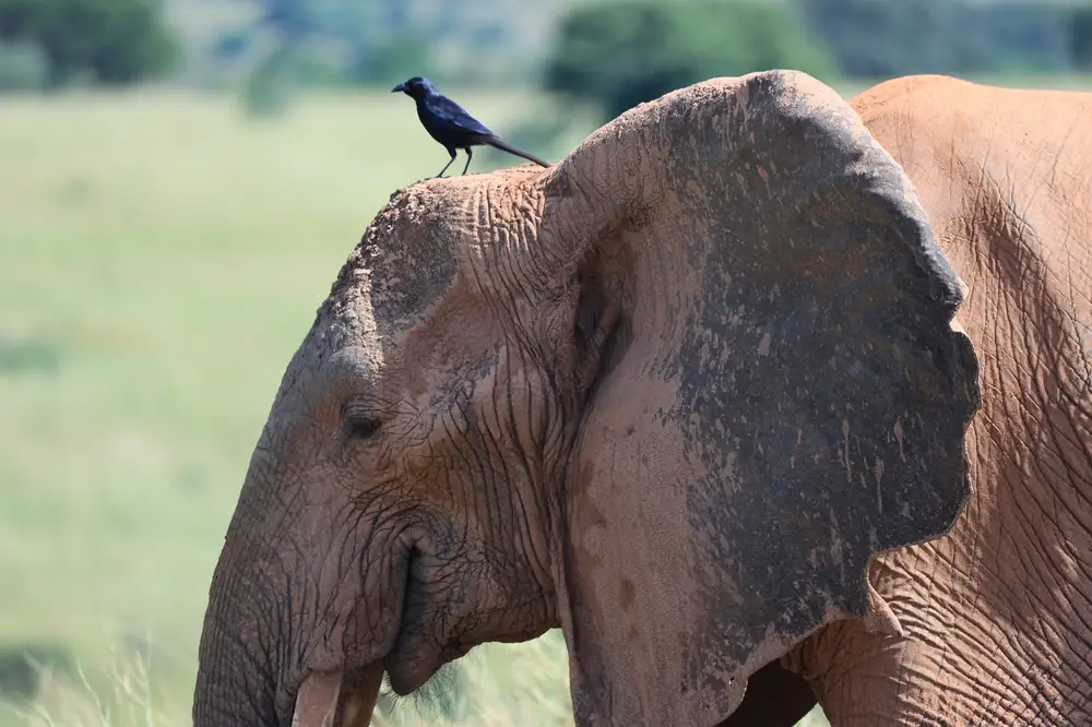 Raven standing on an African elephant's head.