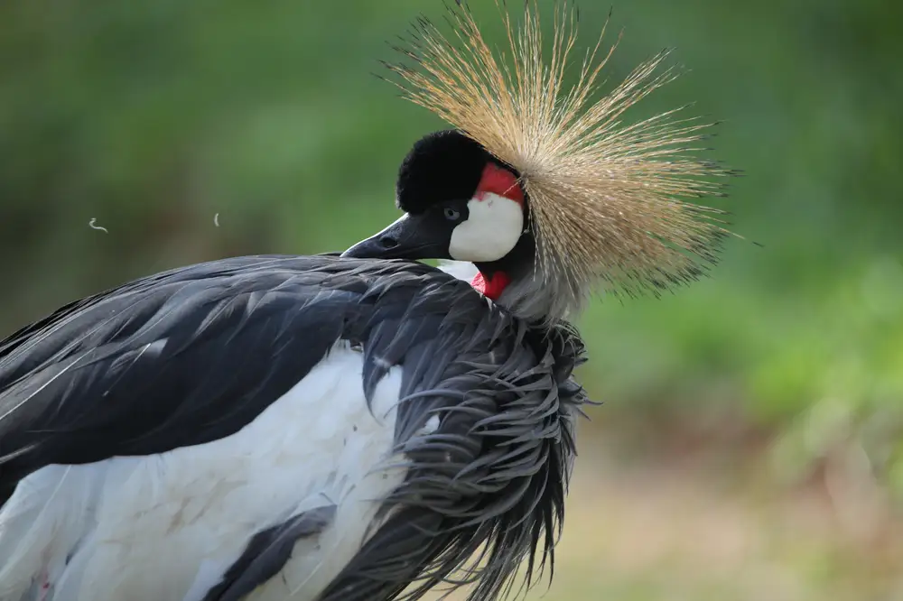 African grey crowned crane