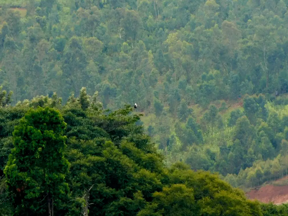 Green forest