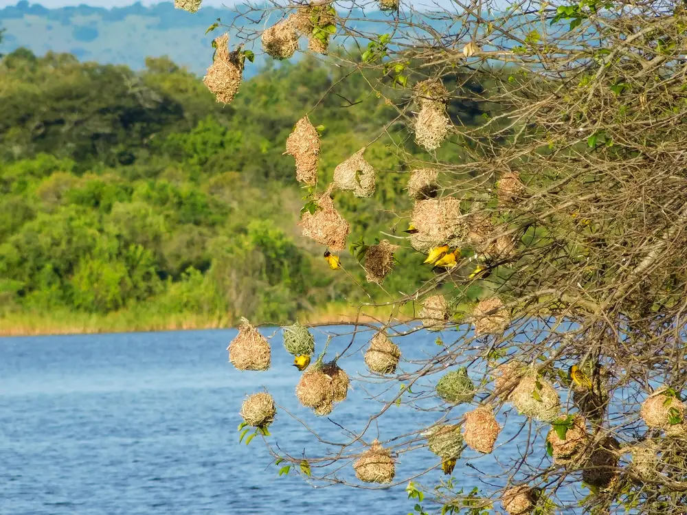 Yellow beaver nest on a tree alongside a river