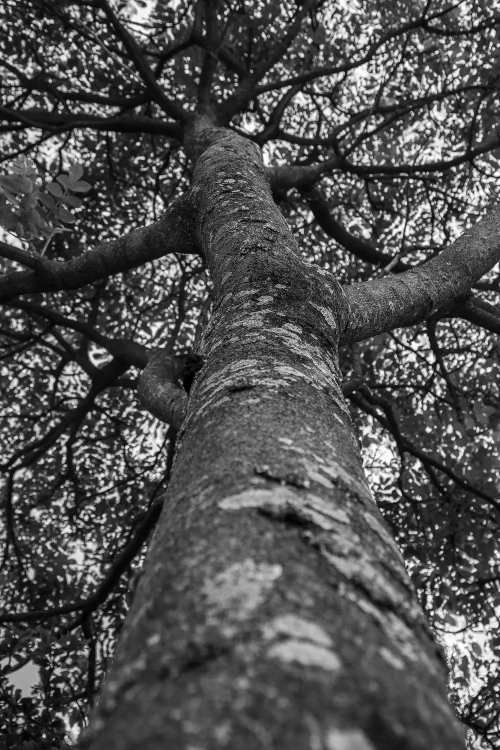 Bottom up view of a tree