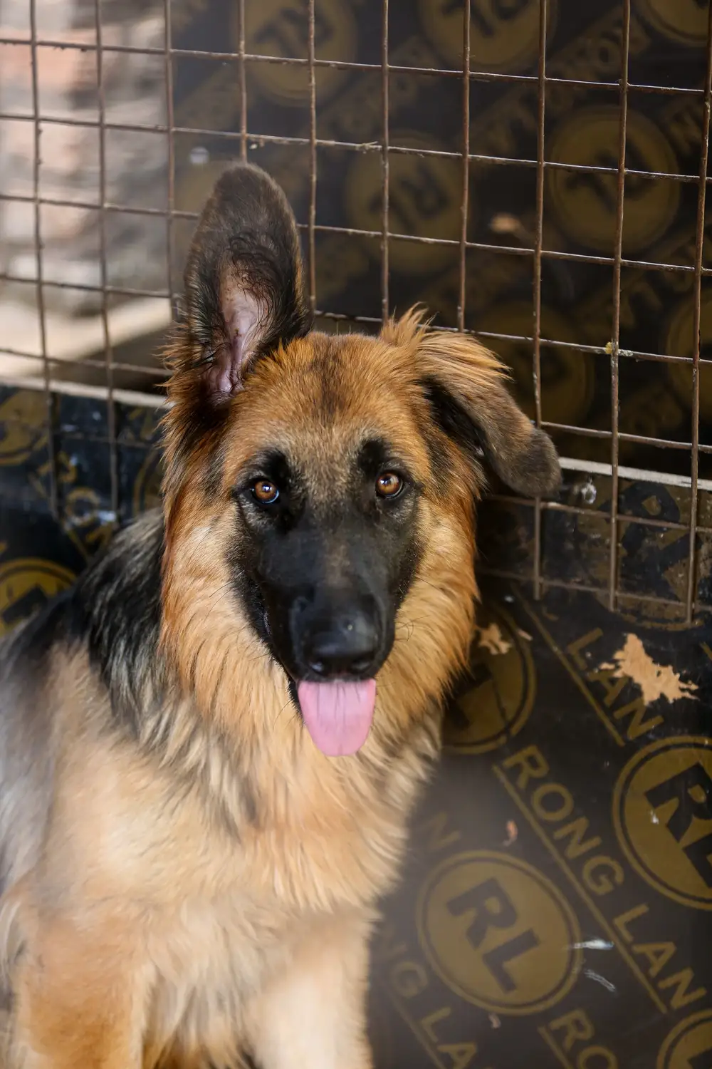 Dog in a cage