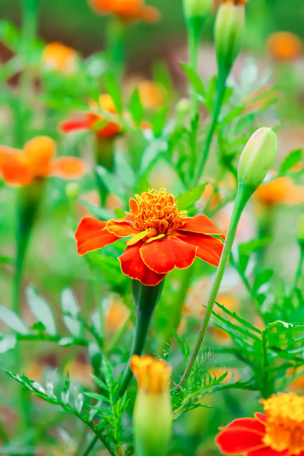 Colorful Flower