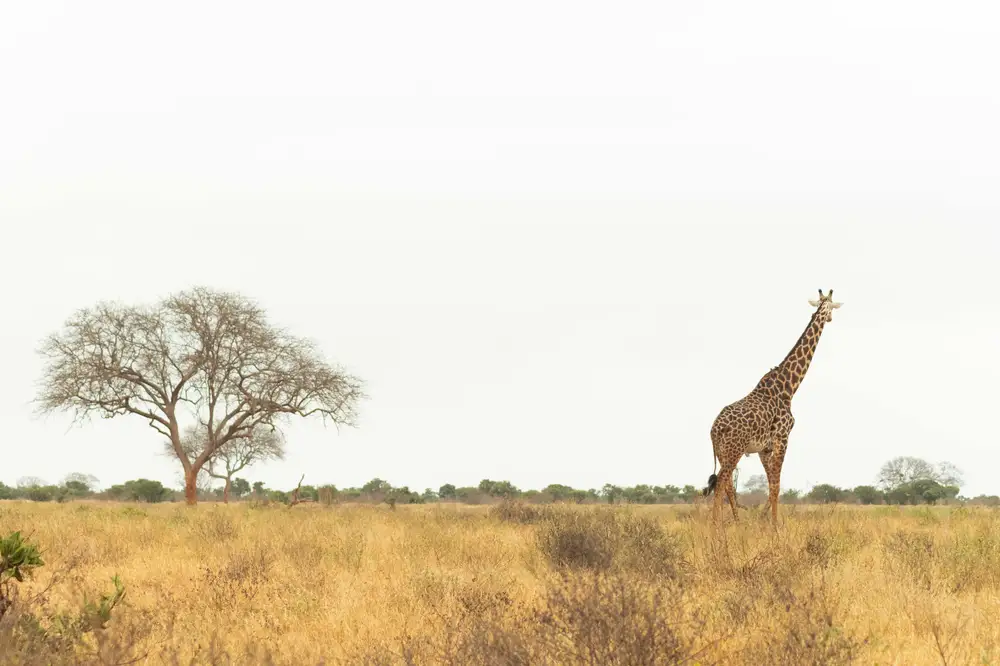 Giraffe in Tsavo East National Park