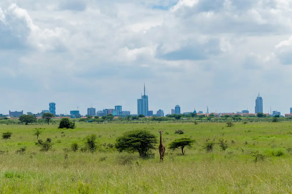 Lone Giraffe as seen at the Nairobi National Park