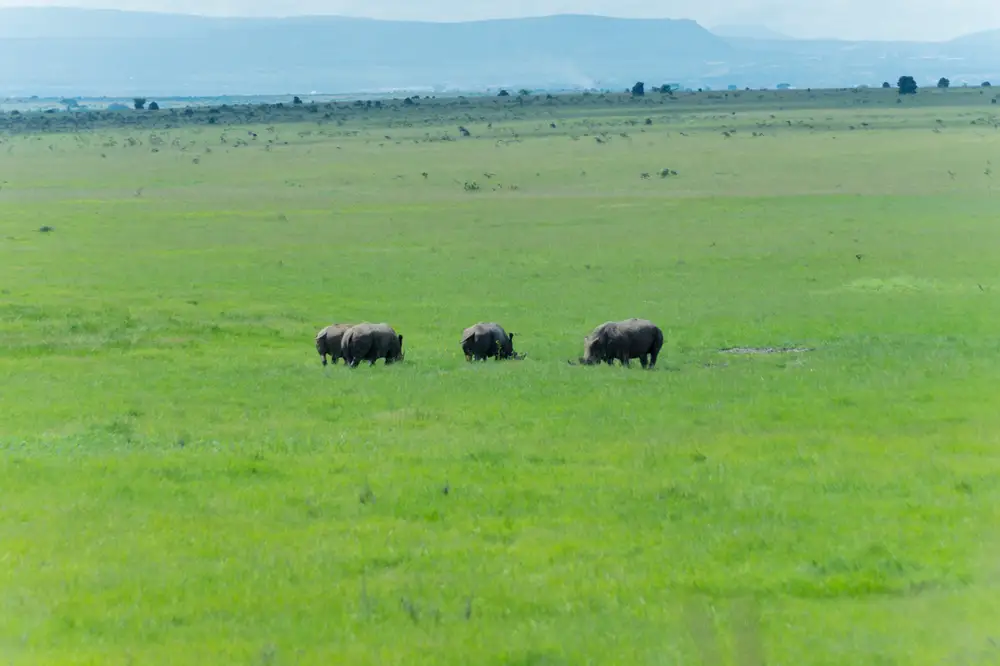 Rhinos in an open field