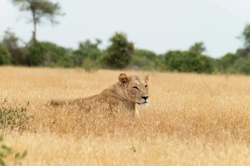 Lioness in Tsavo East National Park