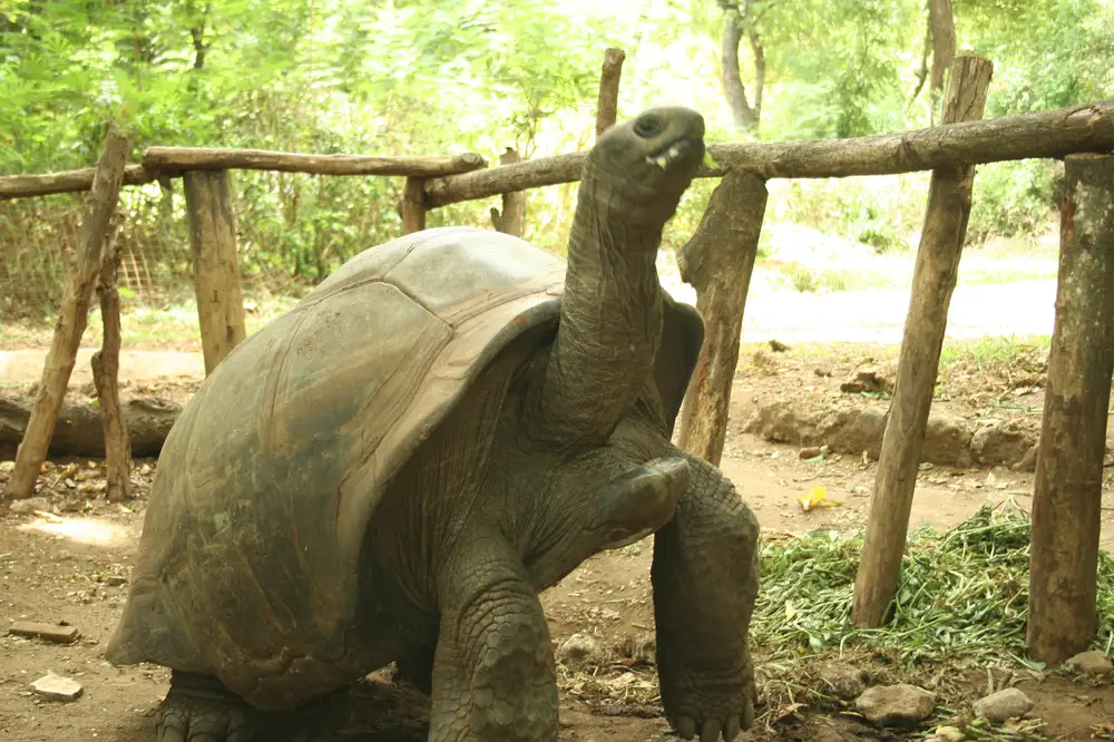 A Tortoise in a reserve