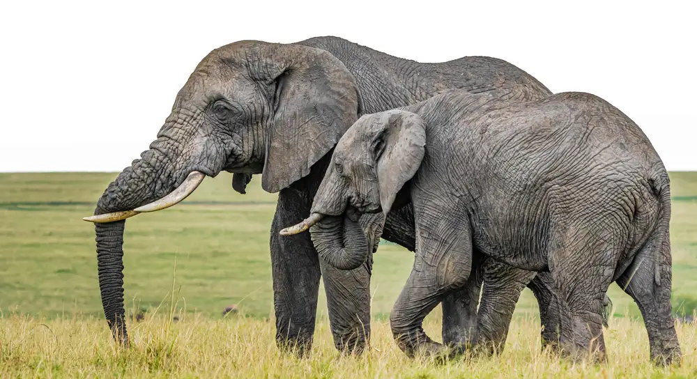 Two elephants on a grassland