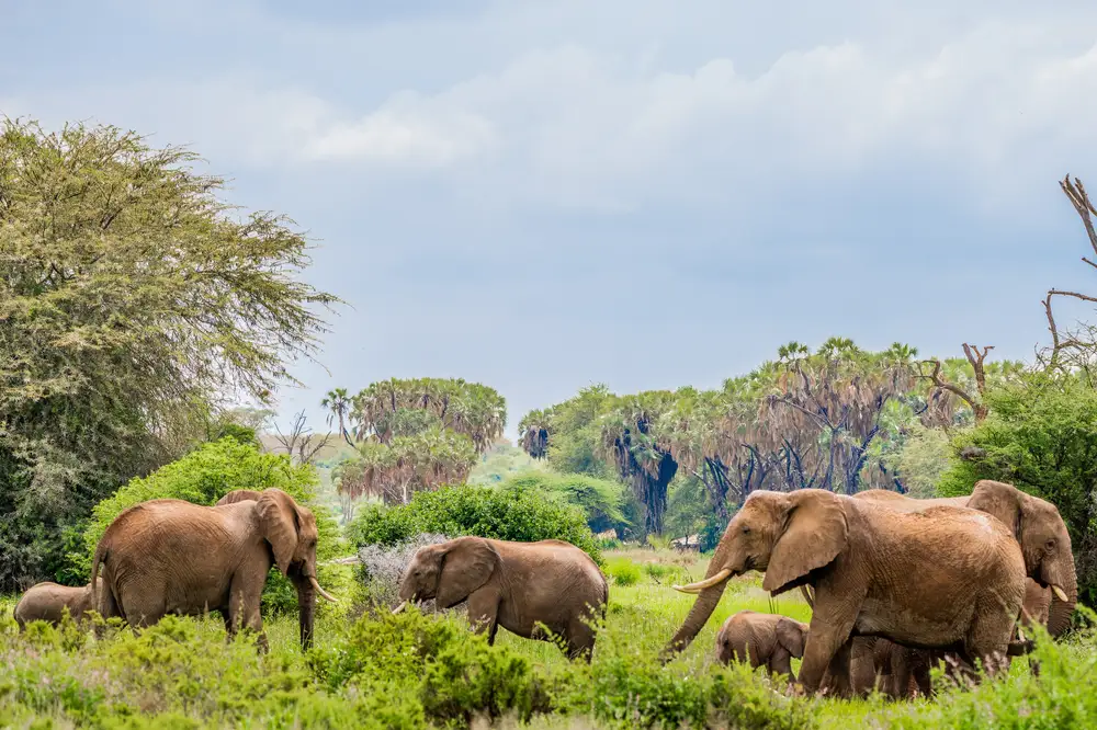 Elephants in the wild