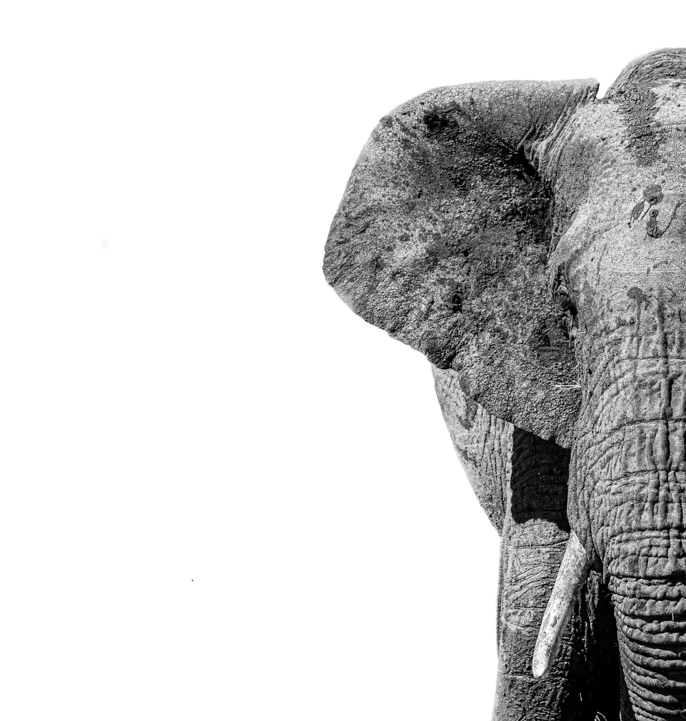 An elephant photo with a white background