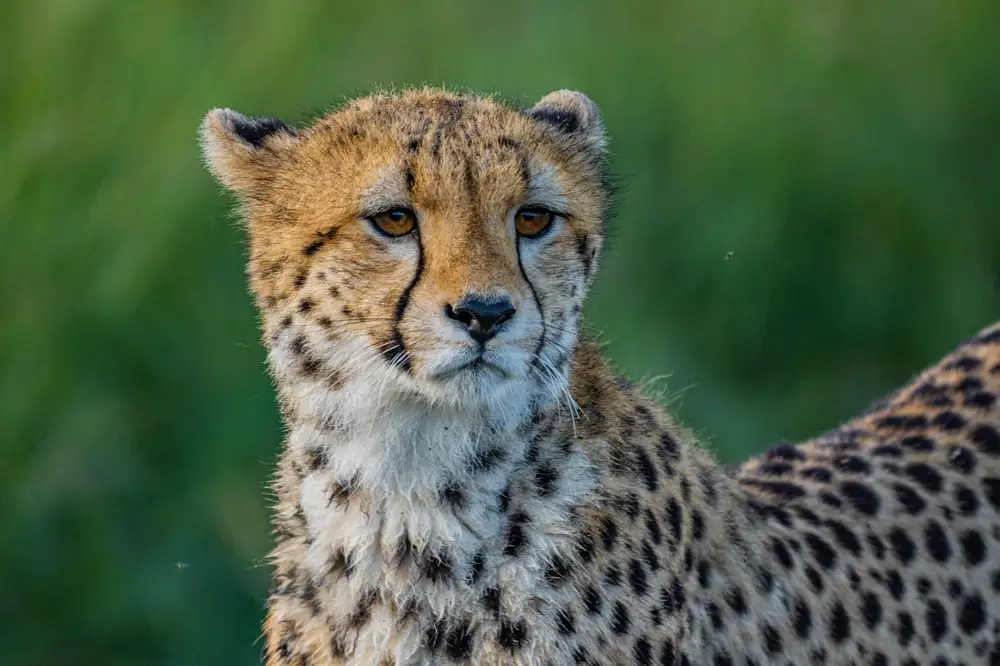A cheetah taking a gaze
