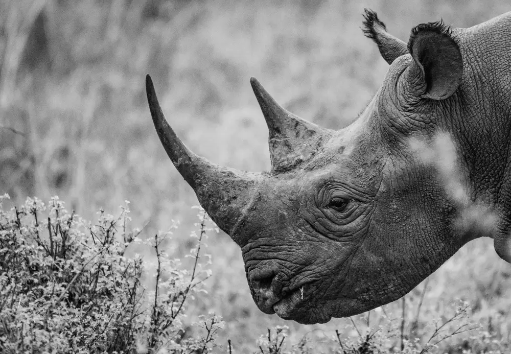 A rhinoceros eating grass