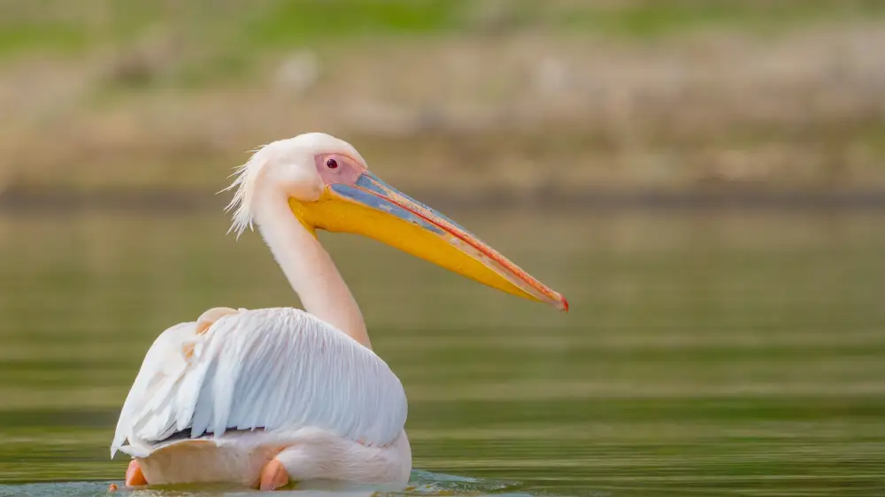 A swimming Pelican