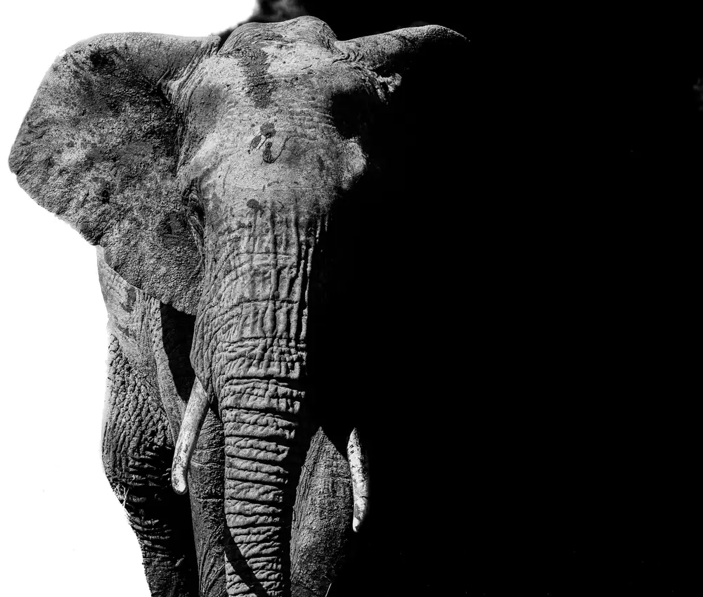 An Elephant in Black and White