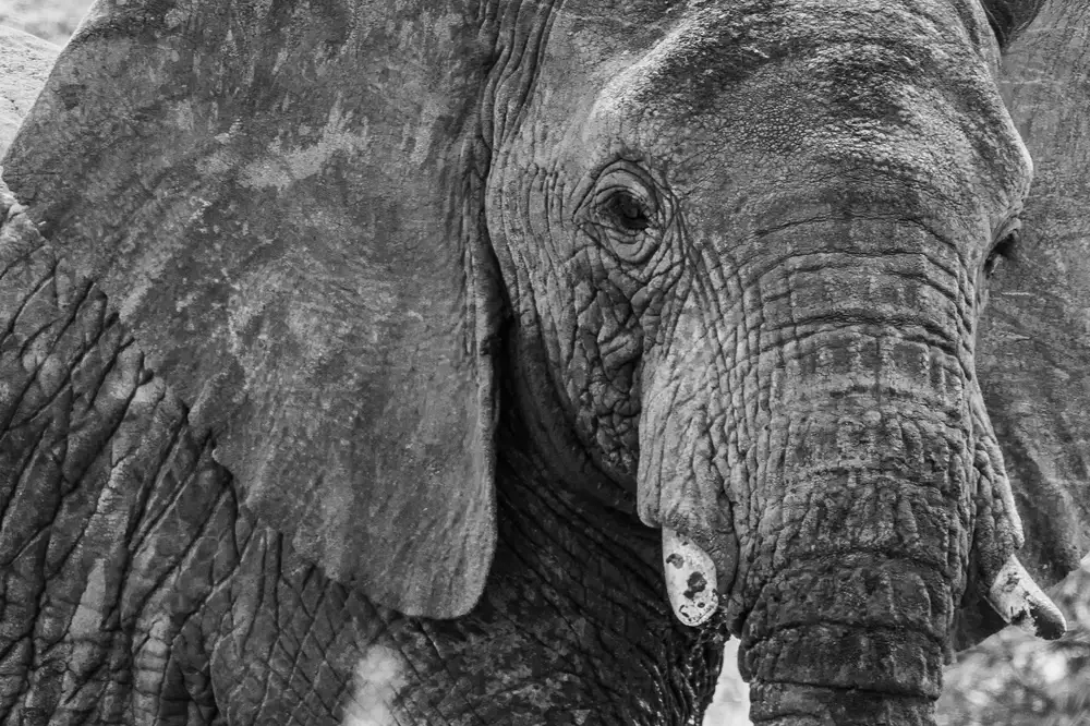 Elephant in Samburu National Reserve in Kenya