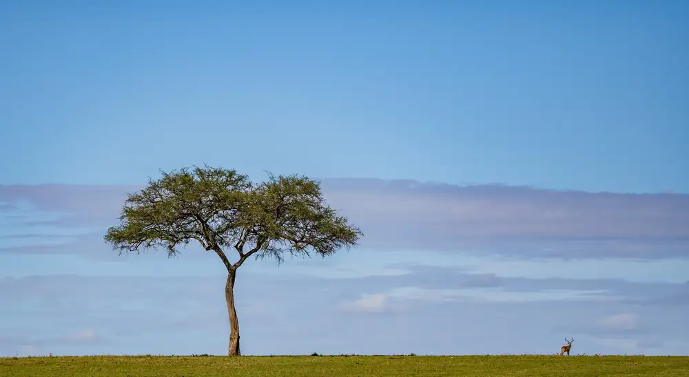 Acacia tree with a lone impala in the distance