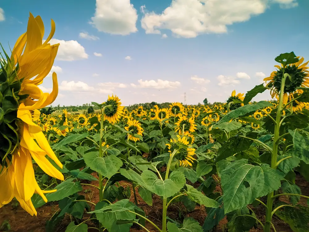 Sunflower patch