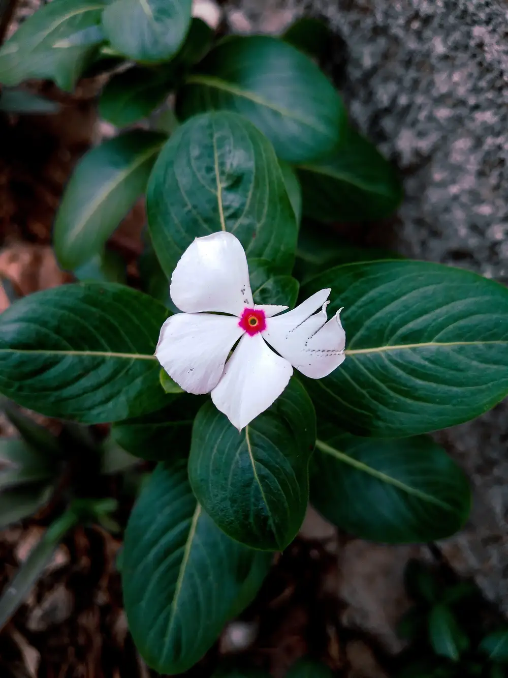 White flower and green leaves