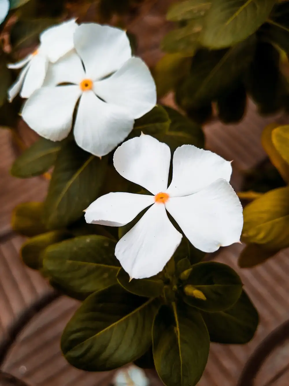 White flower on green leaves