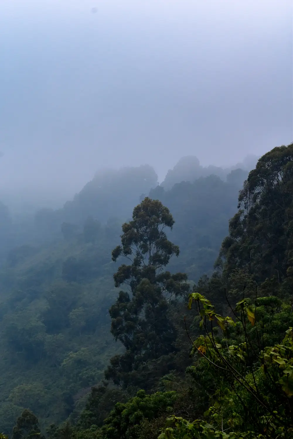 Tree and vegetation Images