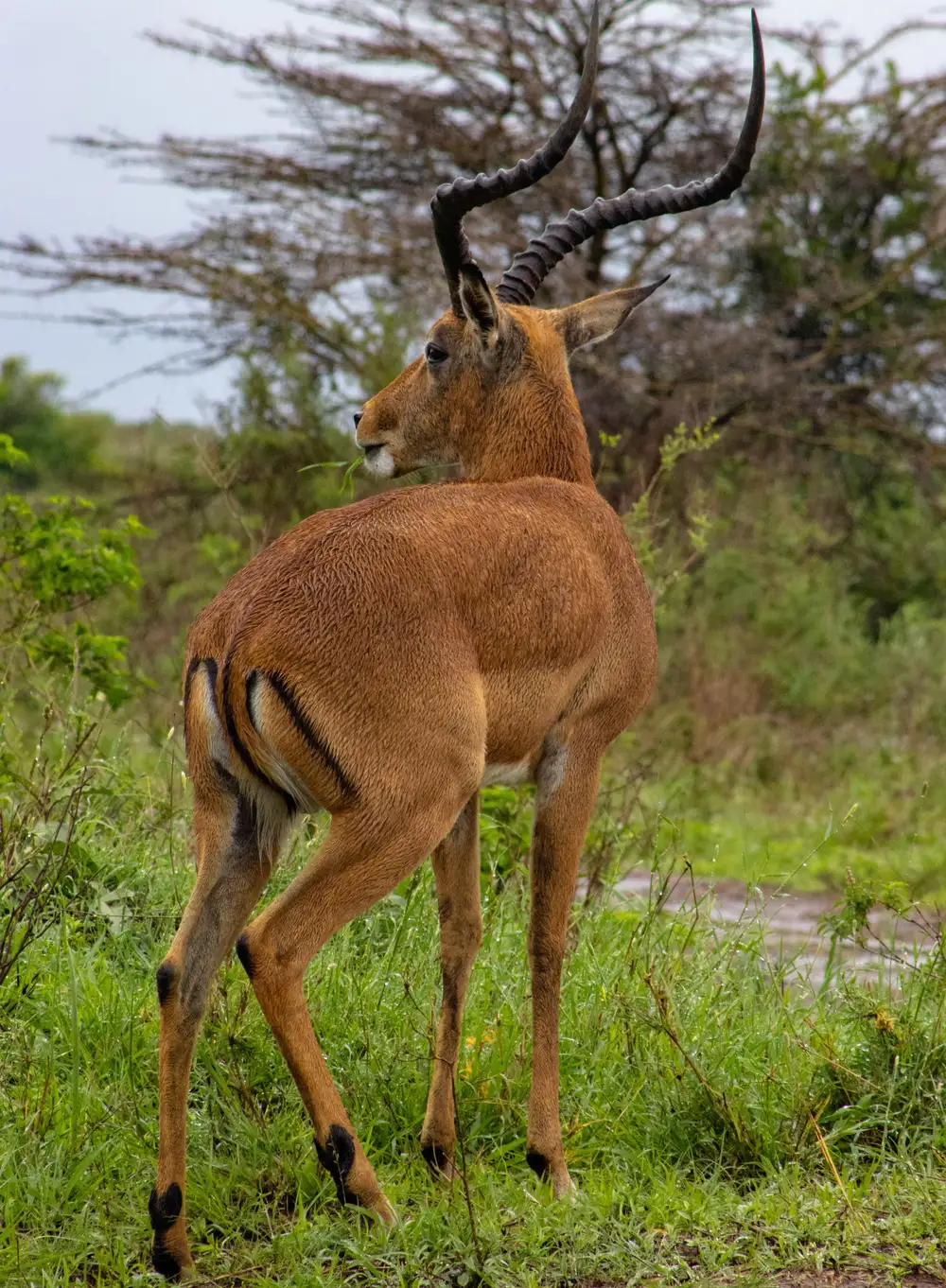 Antelope in Safari