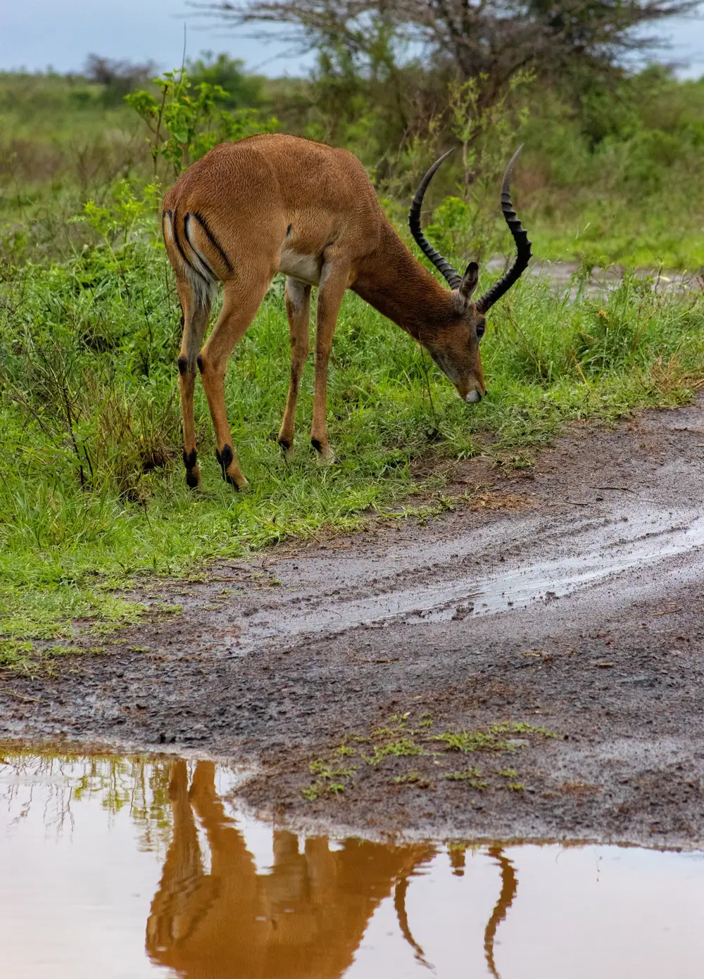 Antelope in safari
