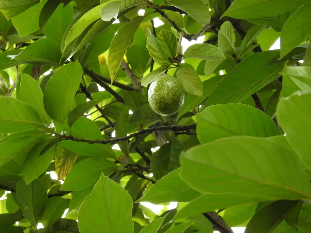 Fruit tree with green leaves