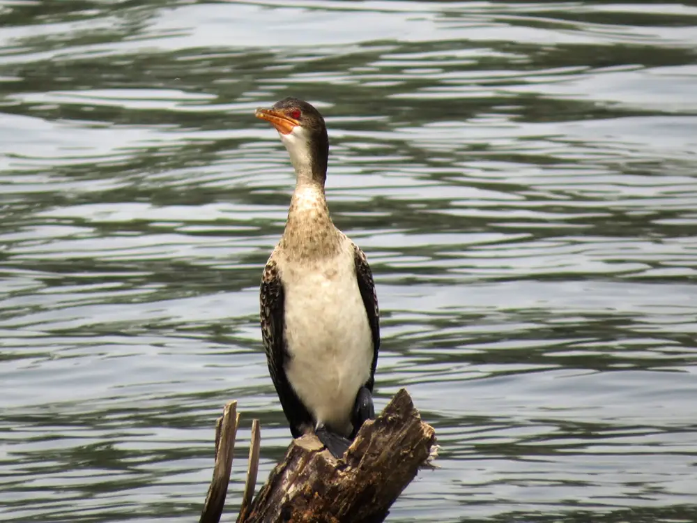 Reed cormorant bird on wood in the middle of the river