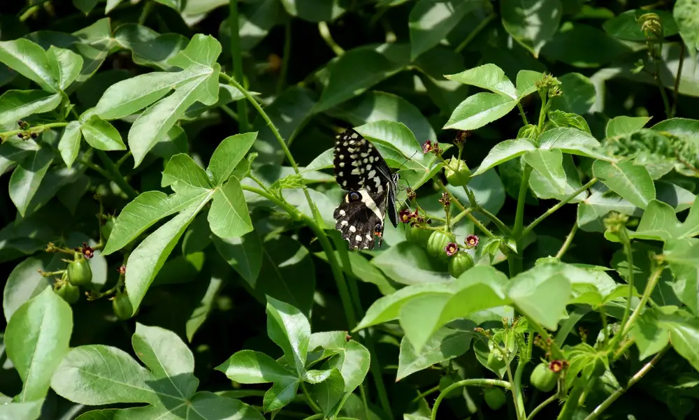 Black and white butterfly on leaves