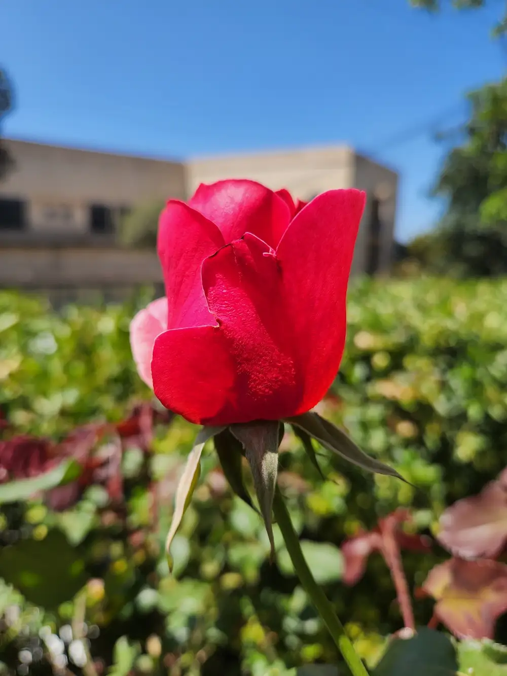 Red Magnolia flower plant