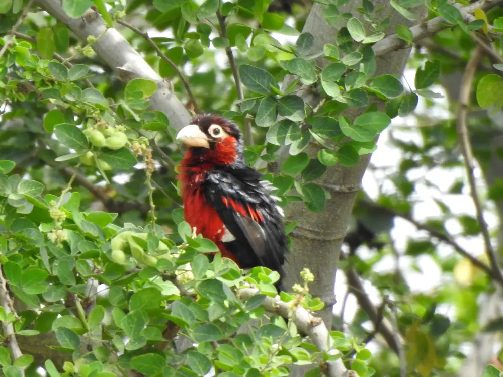 Double-toothed barbet bird on a tree branch