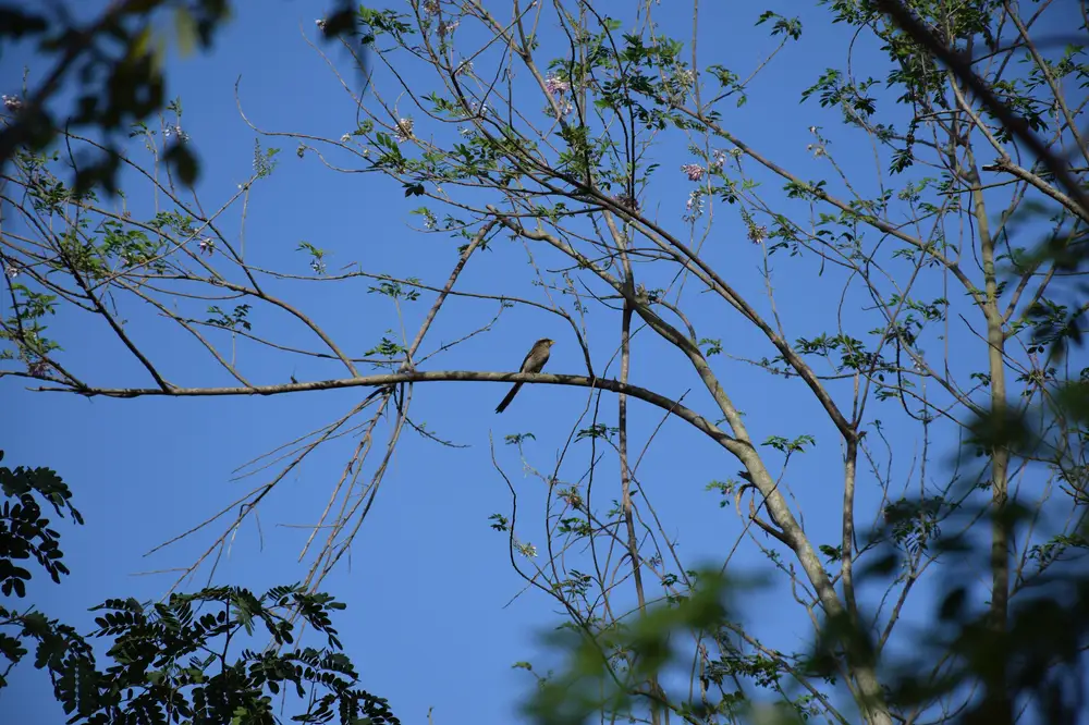 Bird on a leafless tree branch