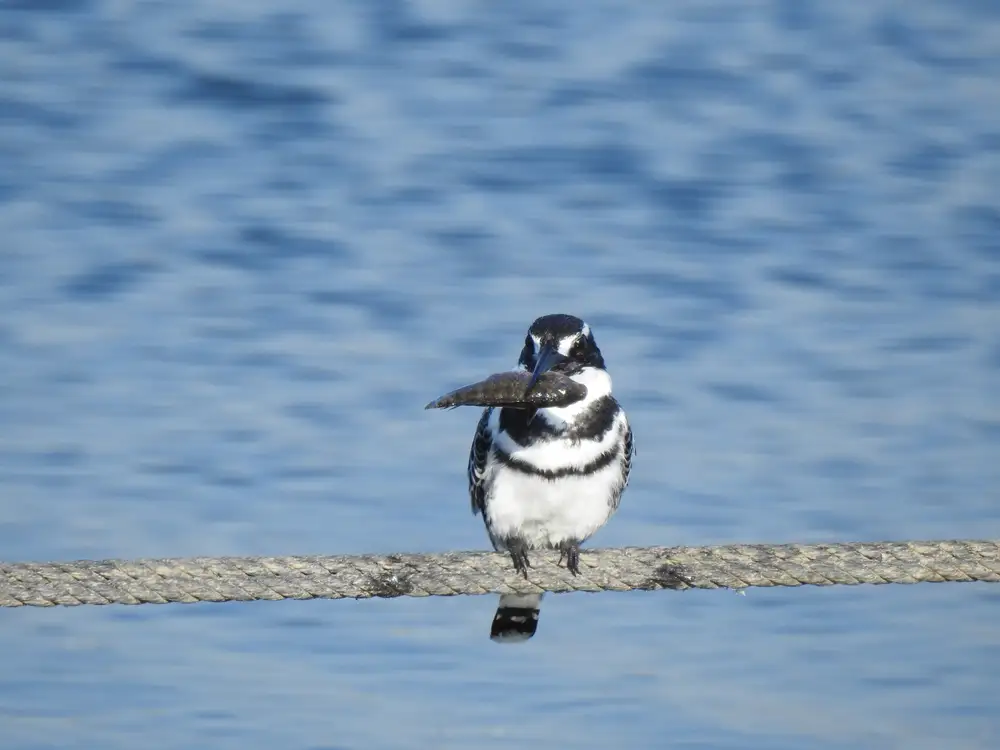 Pied kingfisher bird with fish in the mouth and river in the background