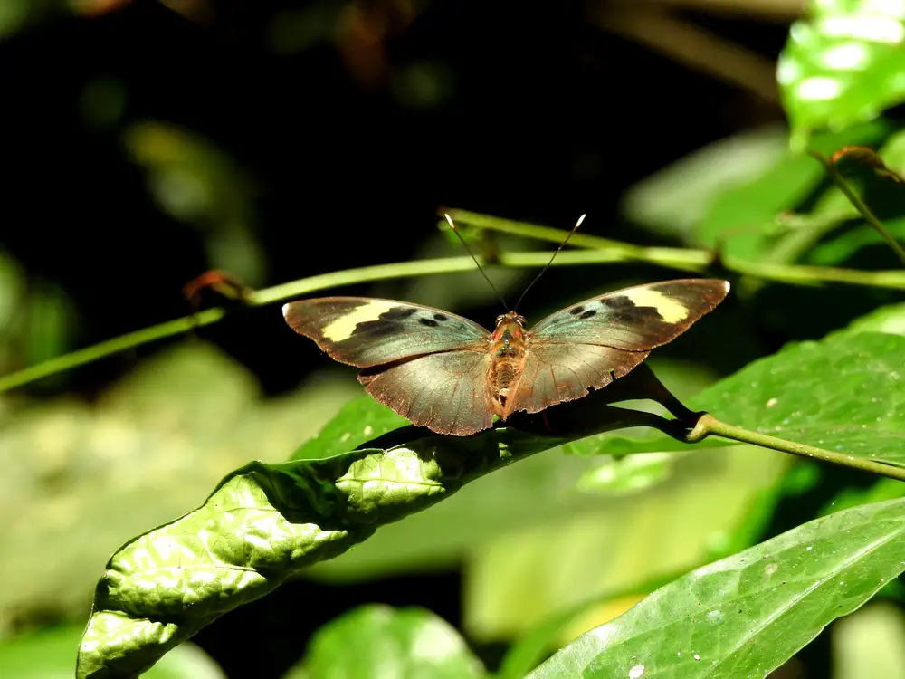 Euphaedra neophron butterfly on leaf