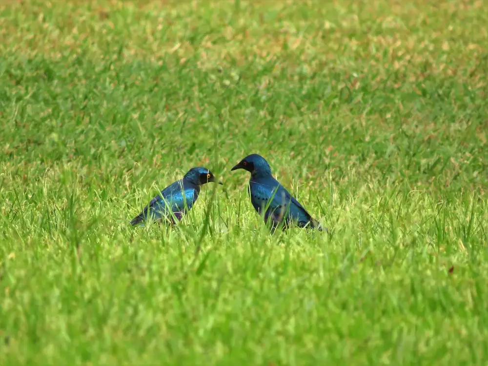 Two birds on grass