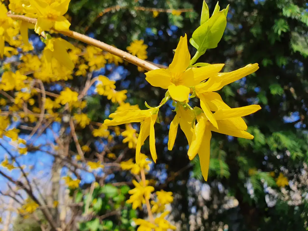 Forsythia plant leaves on a branch