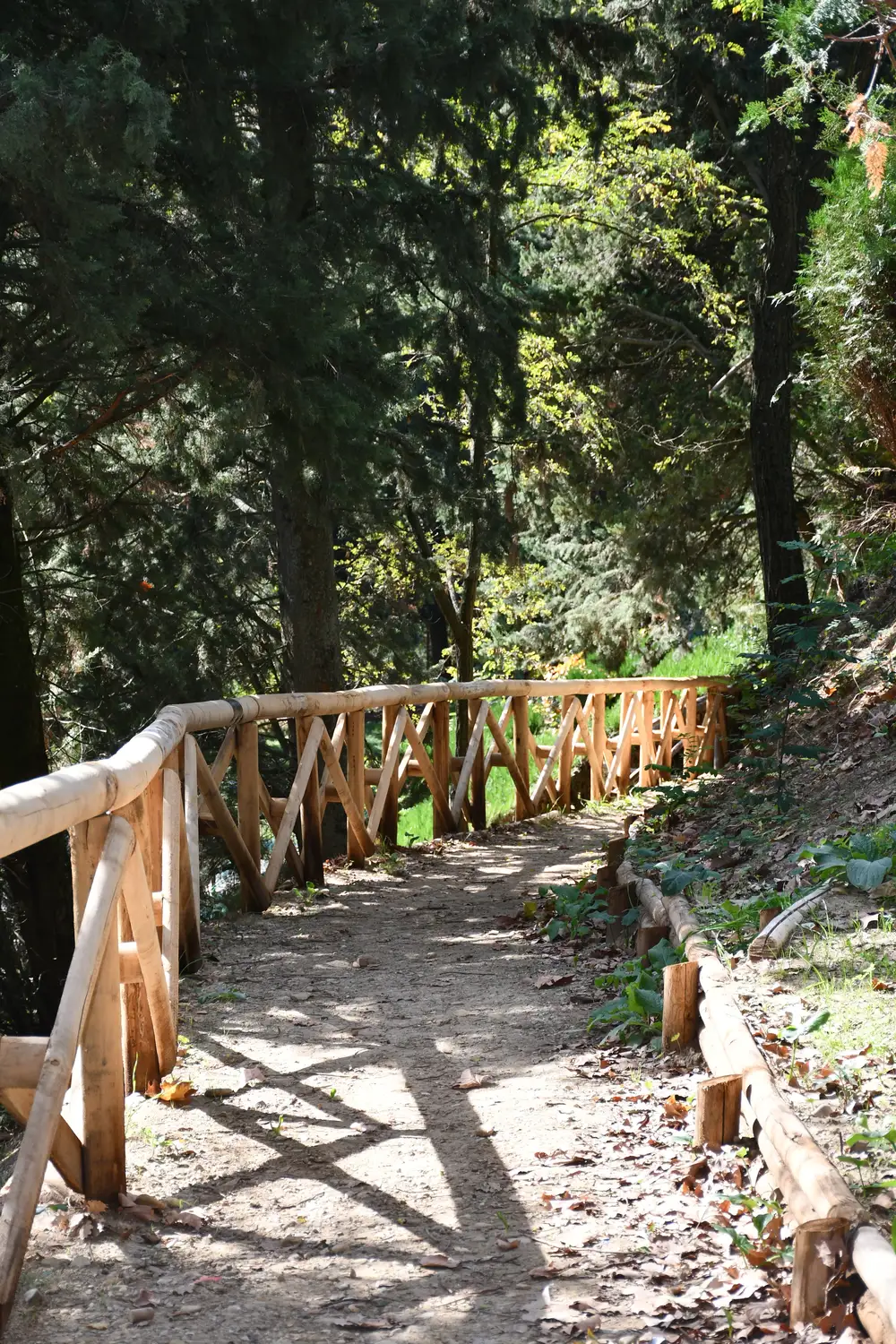 Walk path with wooden rails surrounded by trees