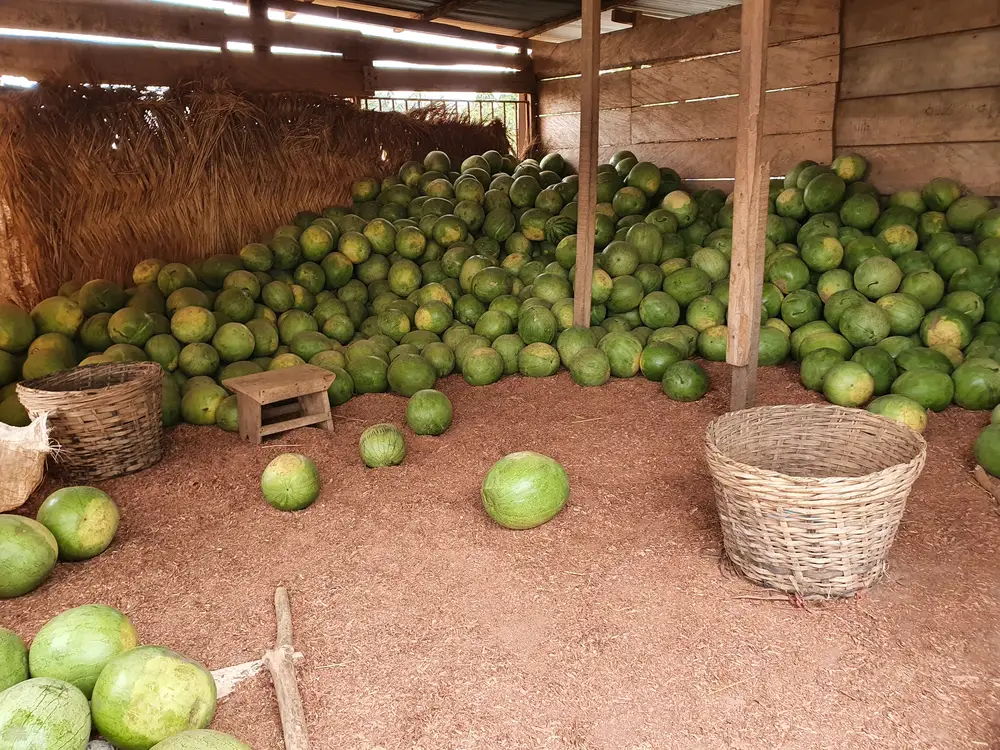 A barn filled with watermelon and baskets