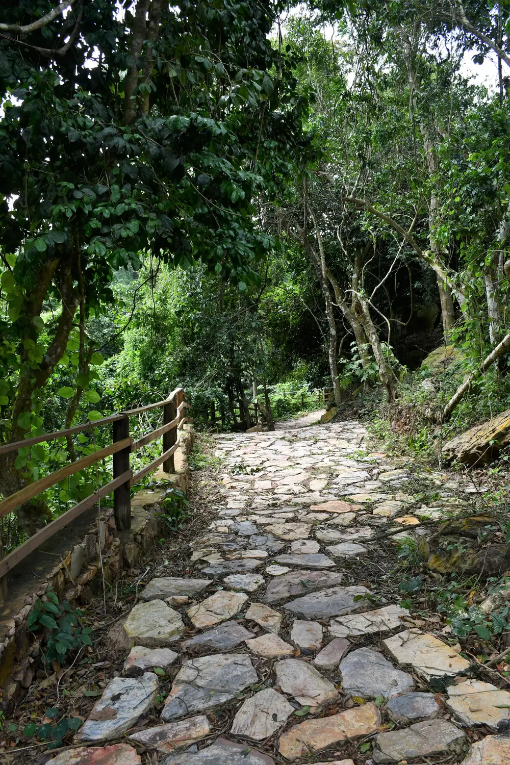 Walk path in the garden with wooden rails