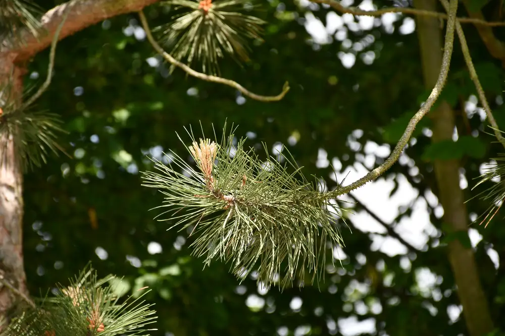 Pinus nigra plant