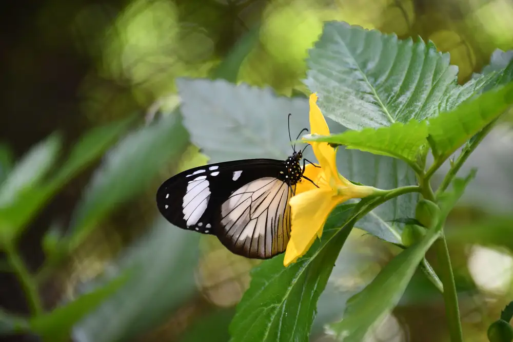 Black, white and brown butterfly on sunflower