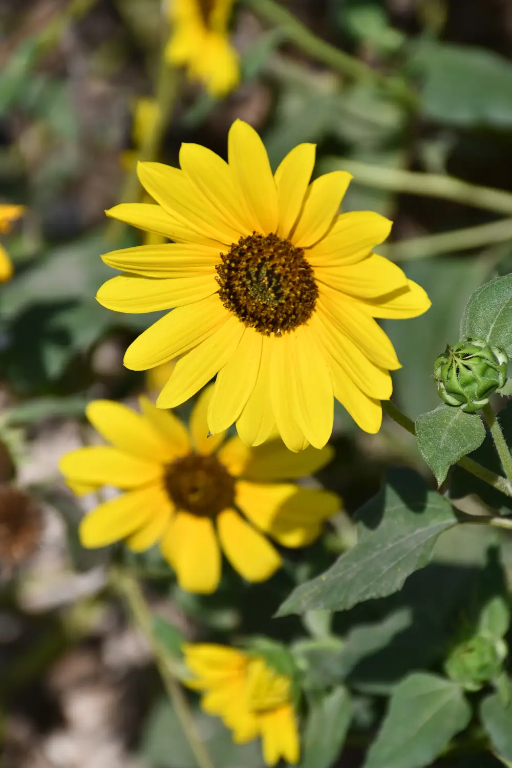 Sunflower plant