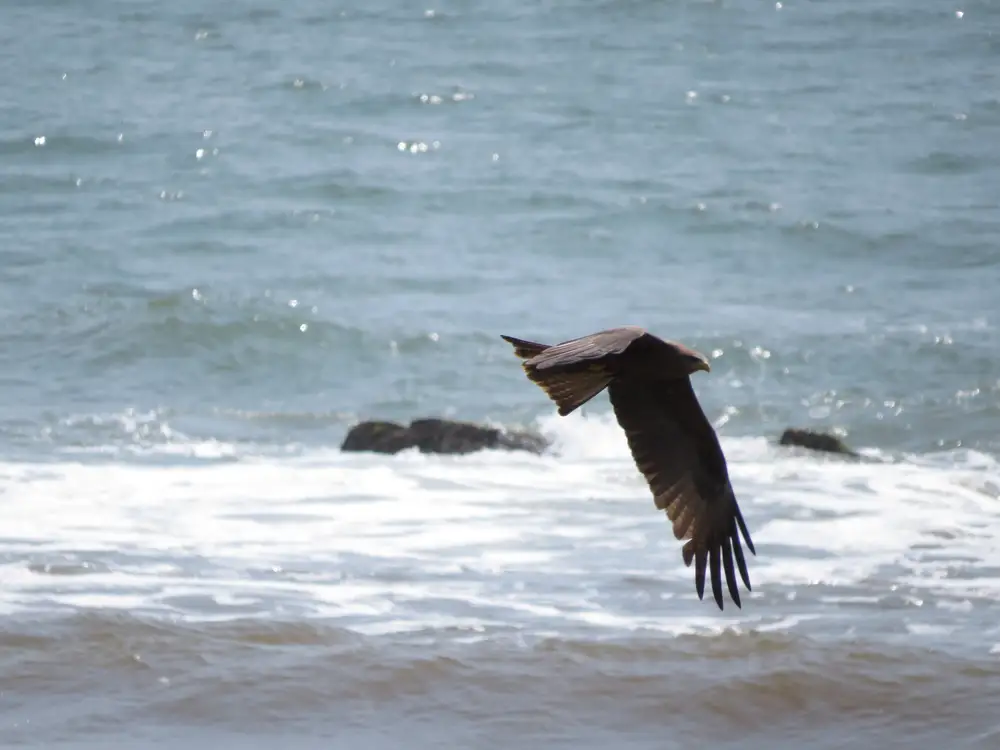 Black kite bird flying over the ocean