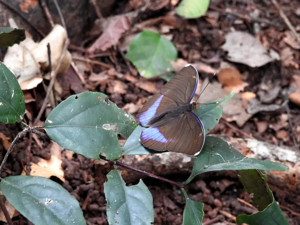 Black and blue Butterfly on leaf with dried leaves in the background